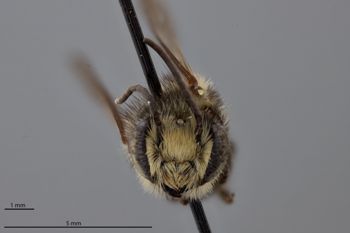 Media type: image;   Entomology 788854 Aspect: head frontal view